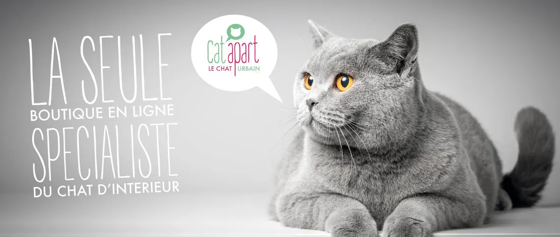 Une bonne litière suffit souvent à enlever l’odeur d’urine du chat.